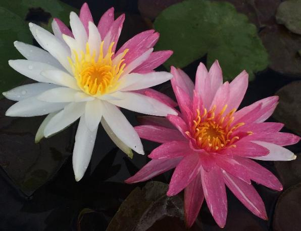 The method of planting sleeping lotus