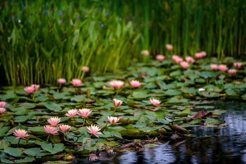 The method of planting sleeping lotus