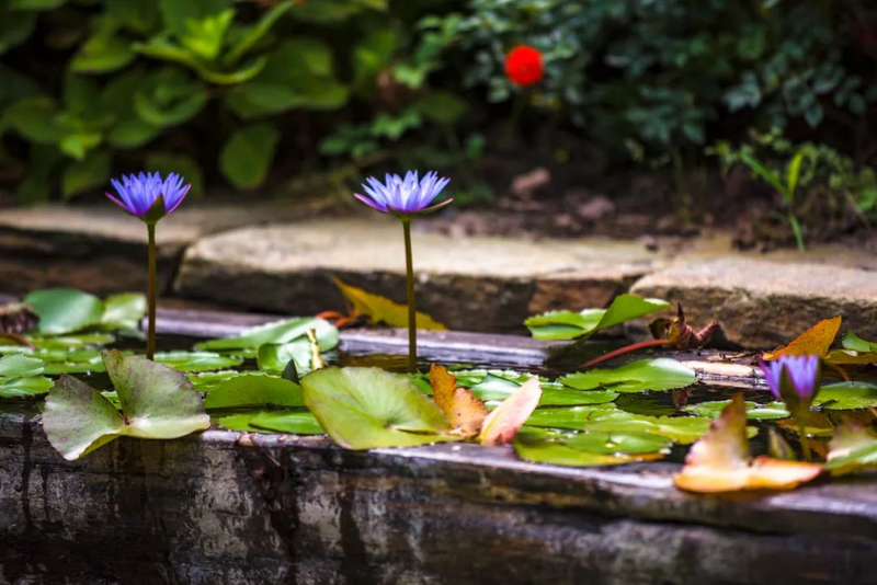 The method of planting sleeping lotus