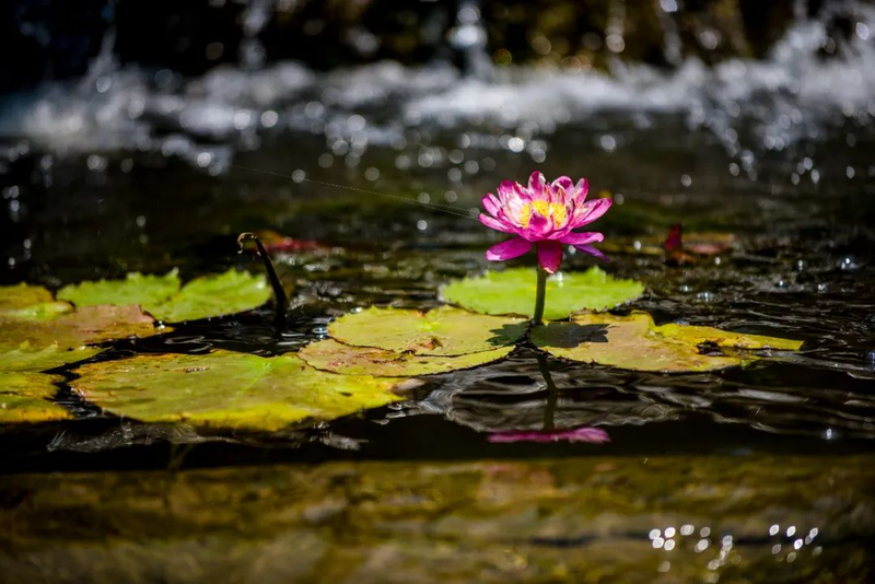 The method of planting sleeping lotus
