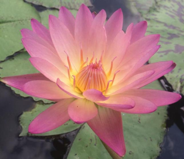 The method of planting sleeping lotus