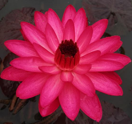 The method of planting sleeping lotus