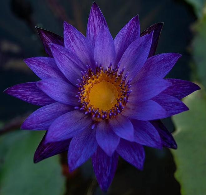 The method of planting sleeping lotus