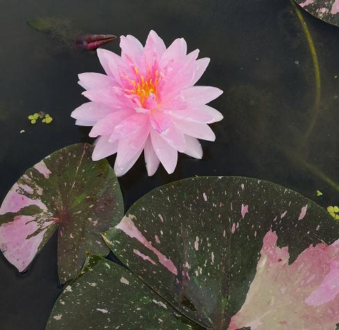 The method of planting sleeping lotus