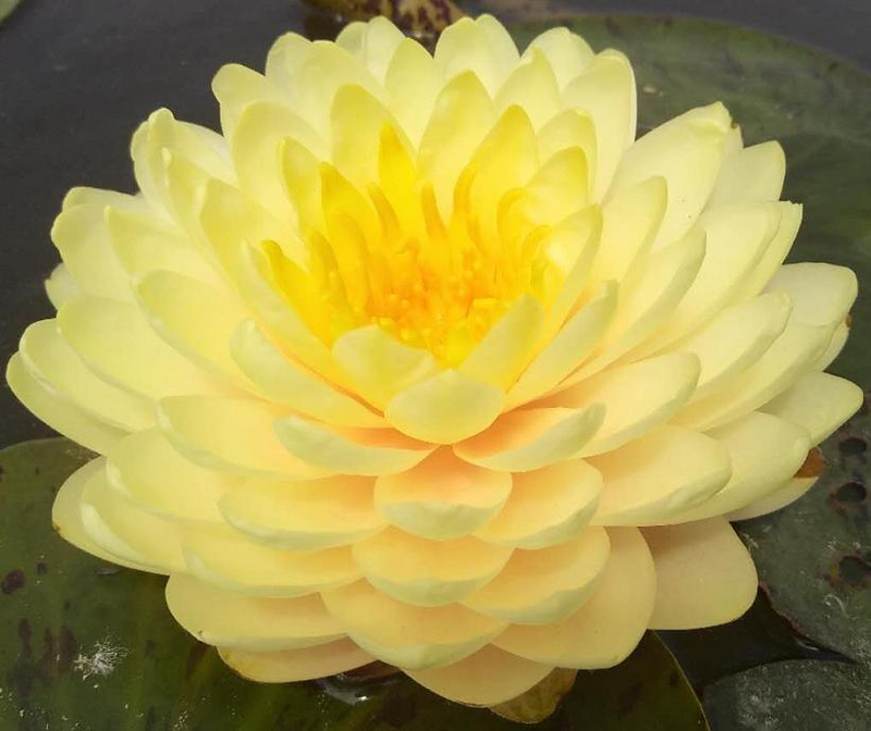 The method of planting sleeping lotus