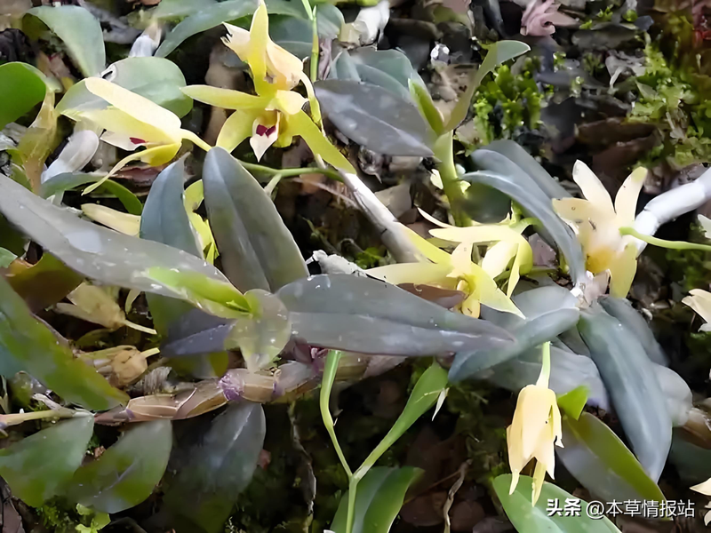 The family of the stone growing method