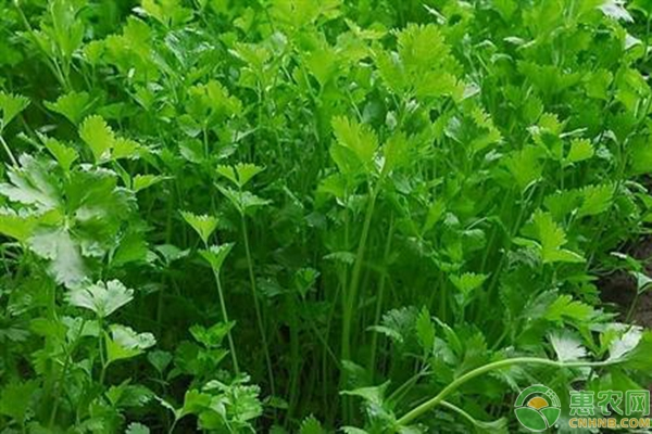 The method of planting the guava