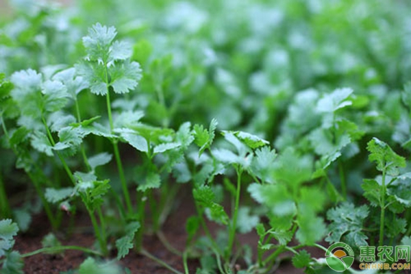 The method of planting the guava