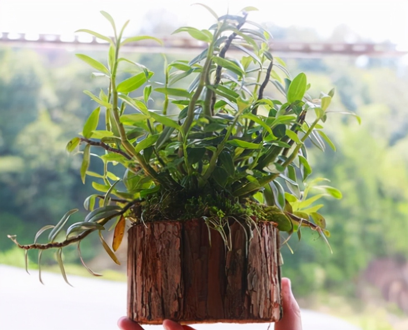 The family of the stone growing method