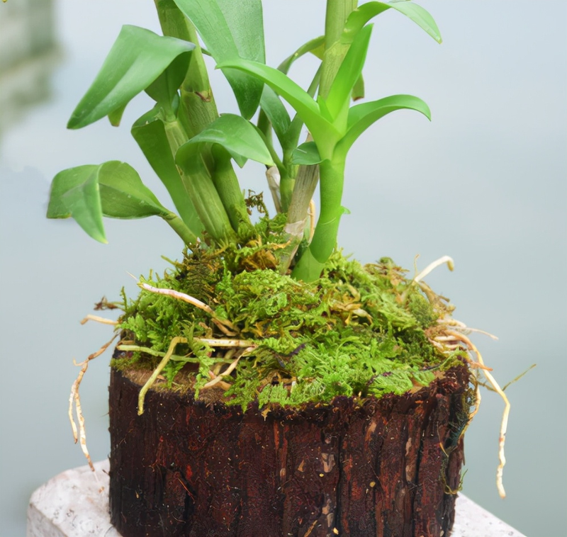 The family of the stone growing method