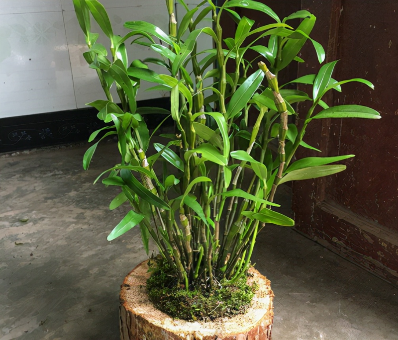 The family of the stone growing method