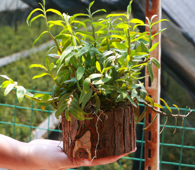 The family of the stone growing method