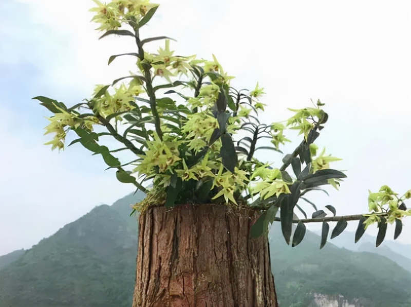 The family of the stone growing method