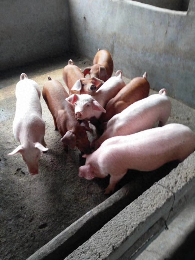 150养猪模式成本