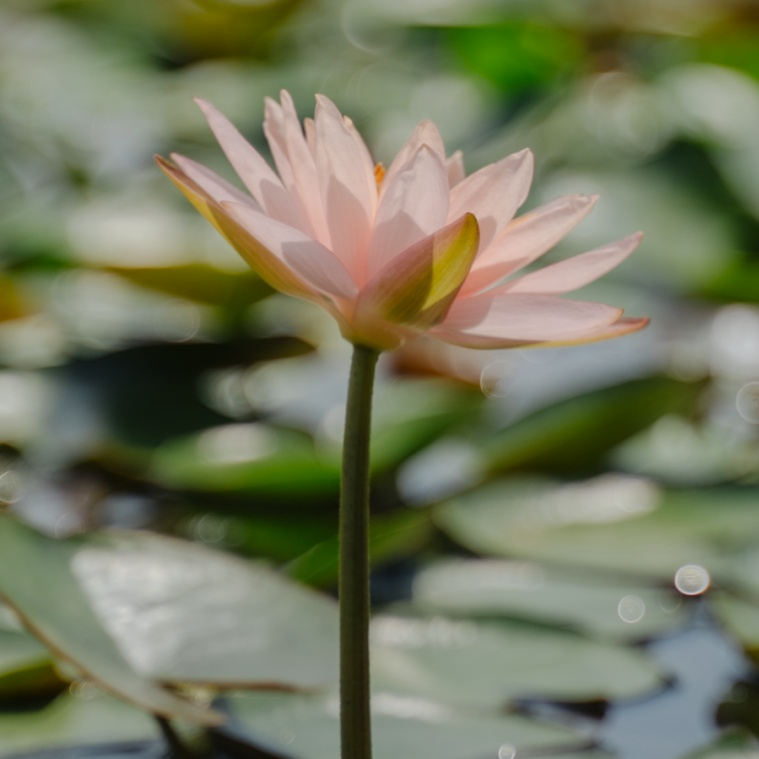 A map of the method of planting the sleeping lotus