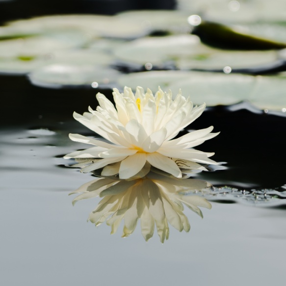 A map of the method of planting the sleeping lotus