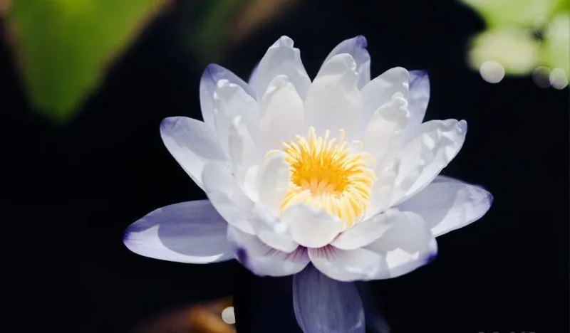 A map of the method of planting the sleeping lotus