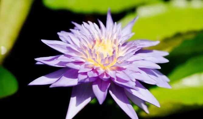 A map of the method of planting the sleeping lotus