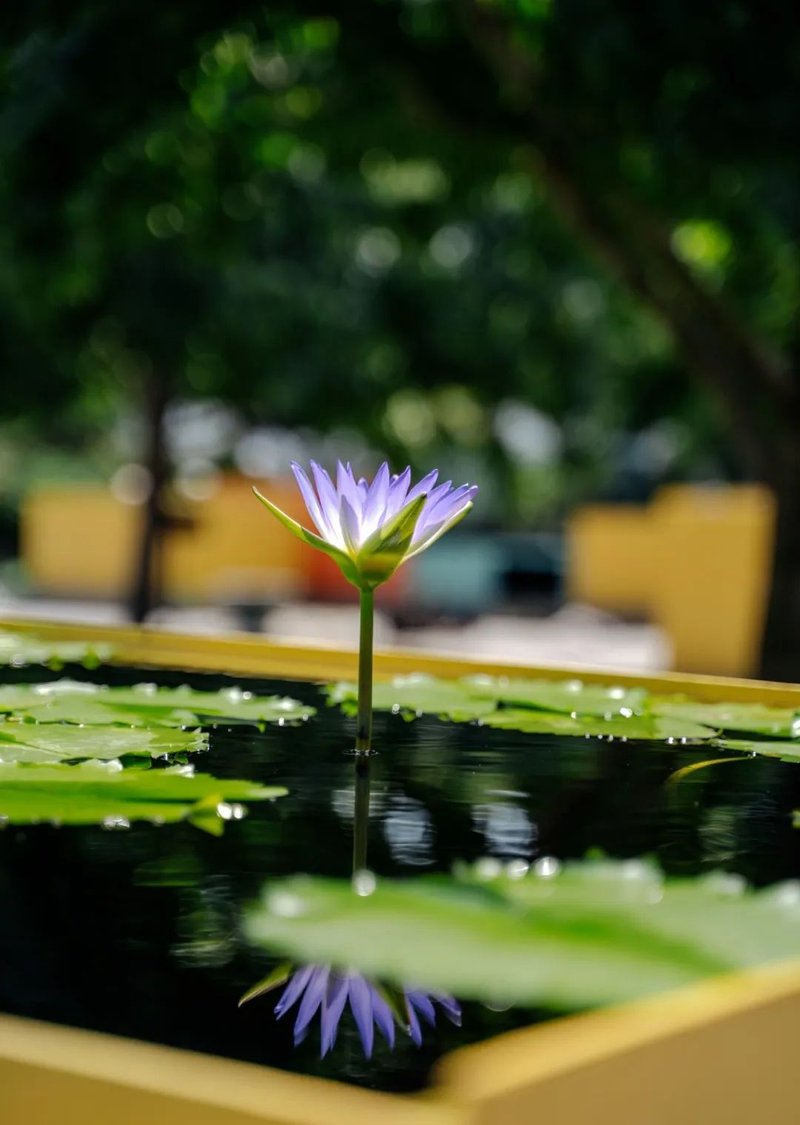 A map of the method of planting the sleeping lotus