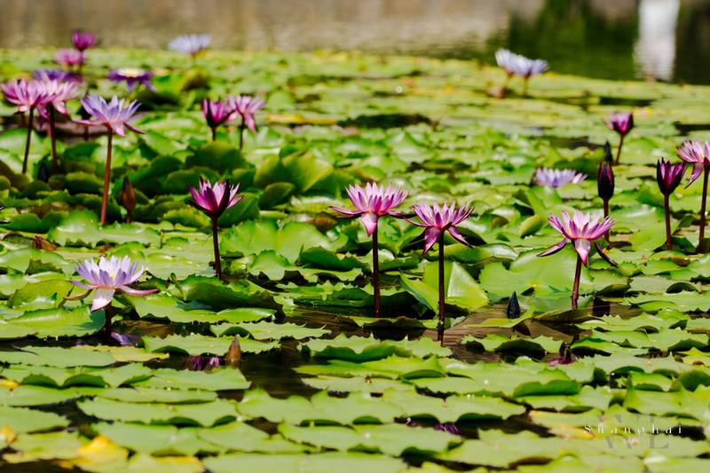 A map of the method of planting the sleeping lotus