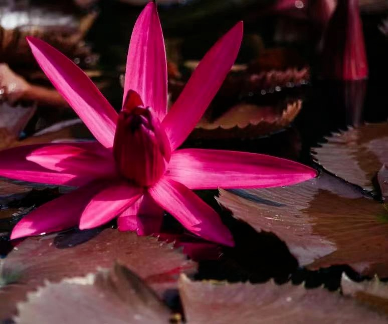 A map of the method of planting the sleeping lotus