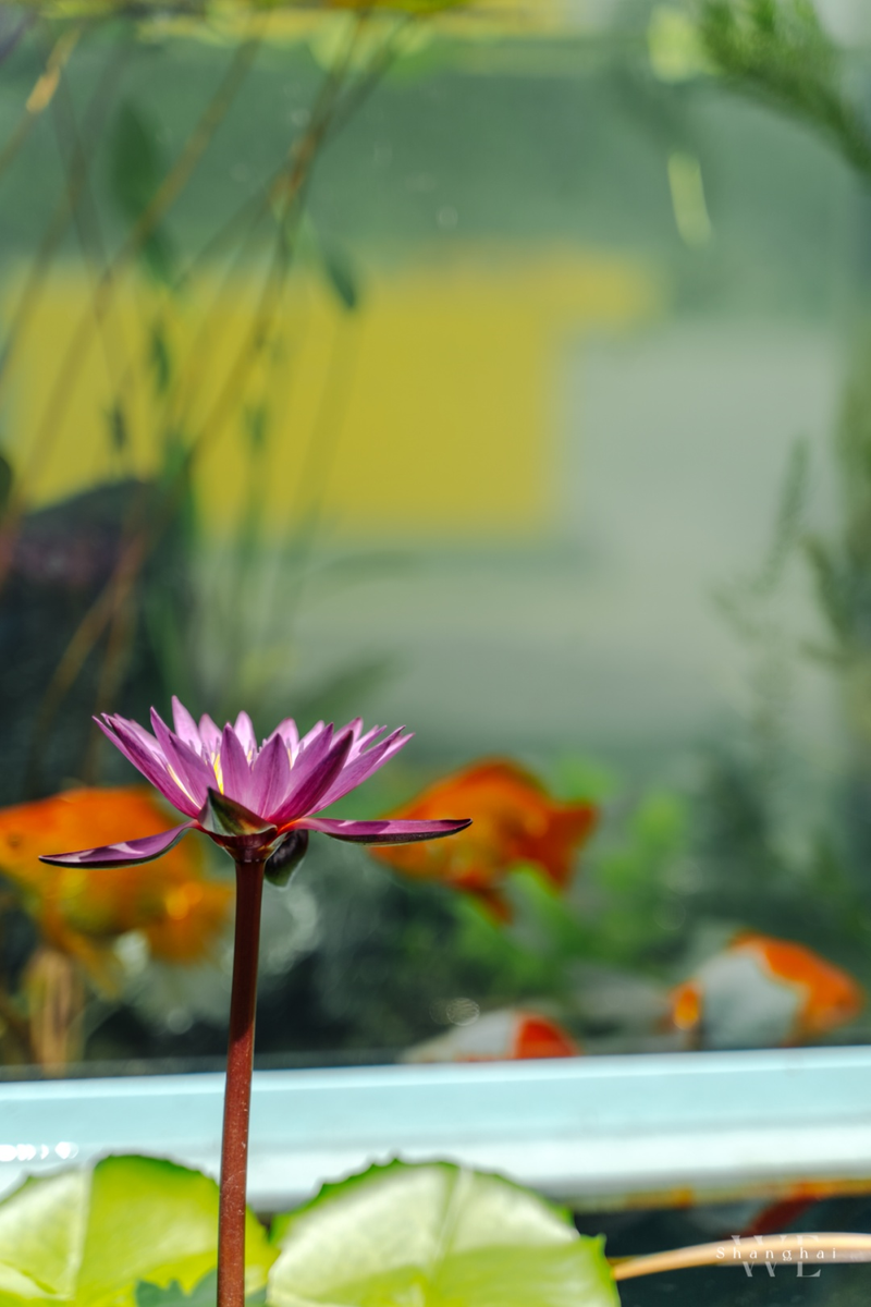 A map of the method of planting the sleeping lotus