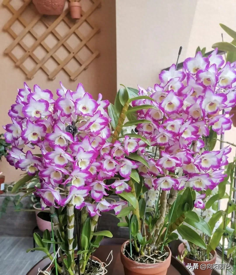 The family of the stone growing method