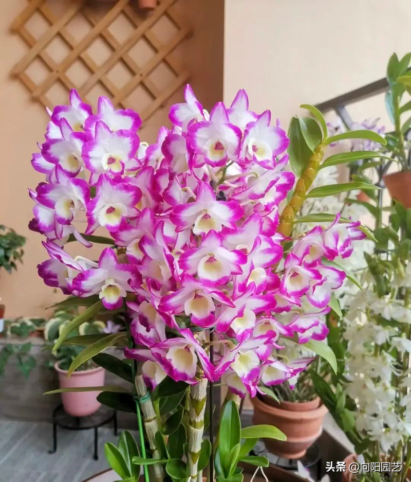 The family of the stone growing method