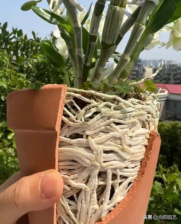 The family of the stone growing method