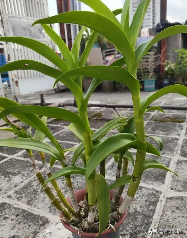 The family of the stone growing method