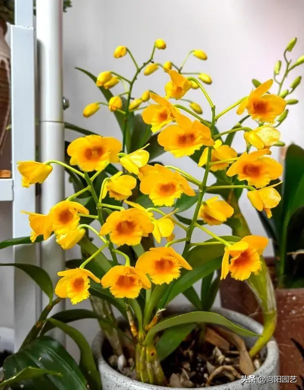 The family of the stone growing method