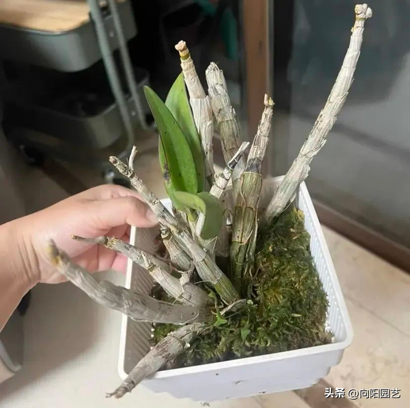 The family of the stone growing method