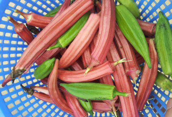 The way the sunflower is grown
