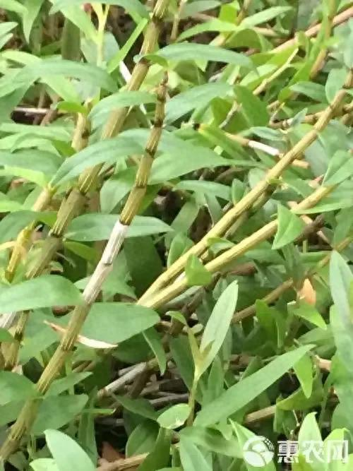 The family of the stone growing method