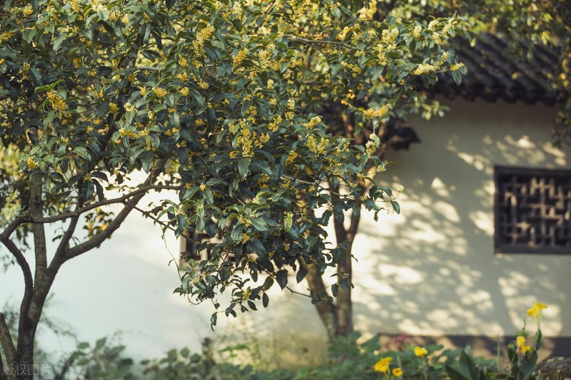 Quincy tree planting technique