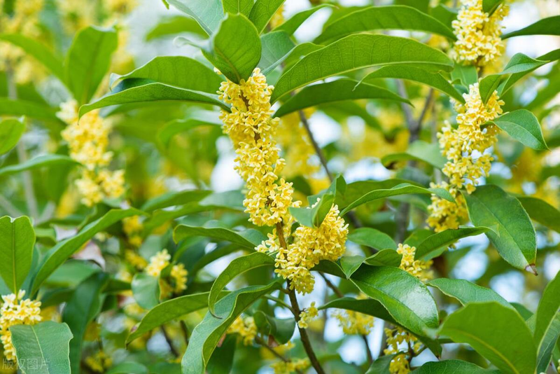 Quincy tree planting technique
