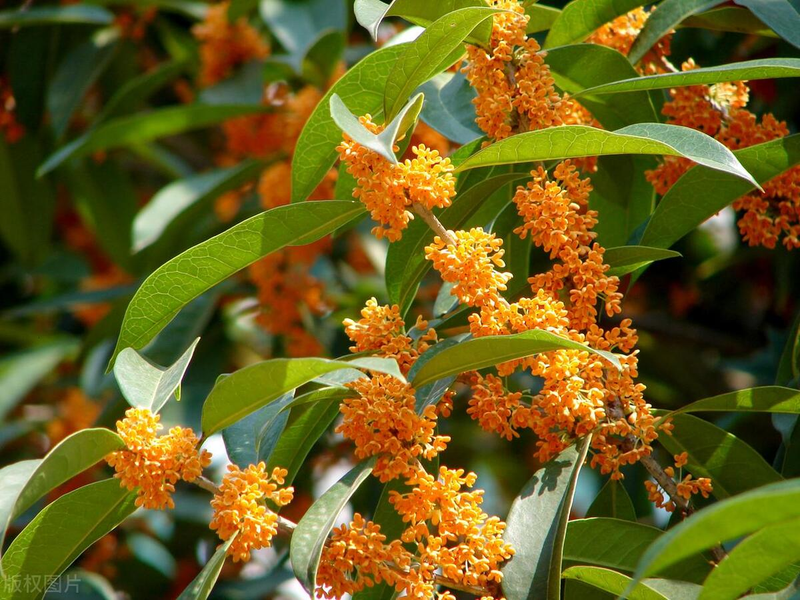 Quincy tree planting technique