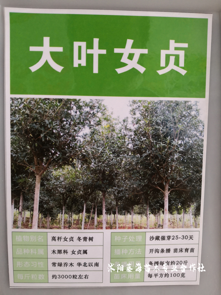 Technology for white wax seed cultivation