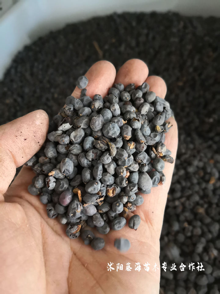 Technology for white wax seed cultivation