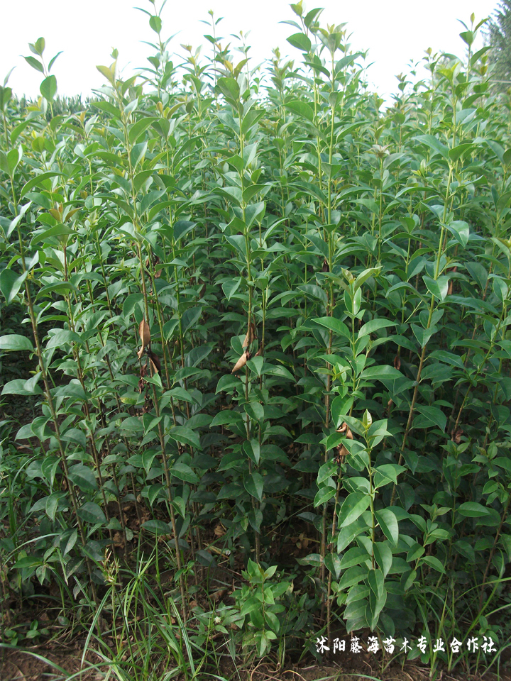 Technology for white wax seed cultivation