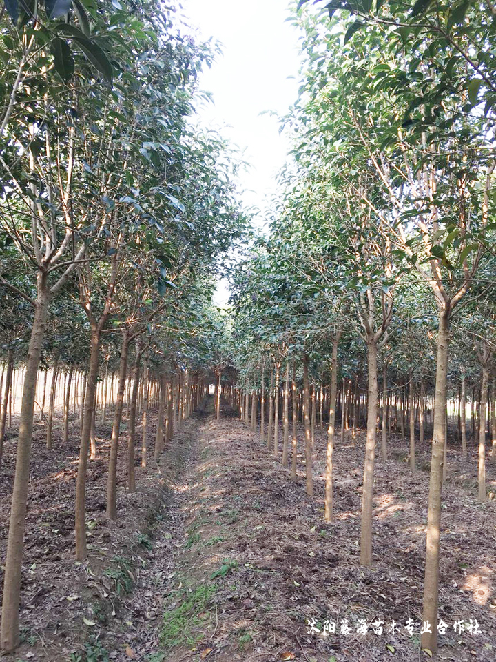 Technology for white wax seed cultivation