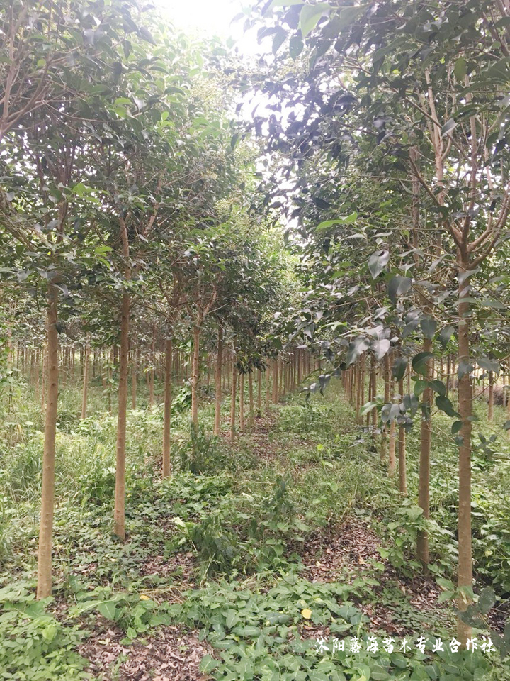 Technology for white wax seed cultivation