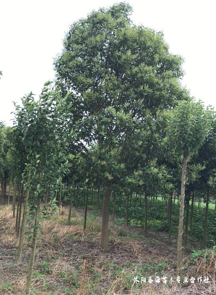 Technology for white wax seed cultivation