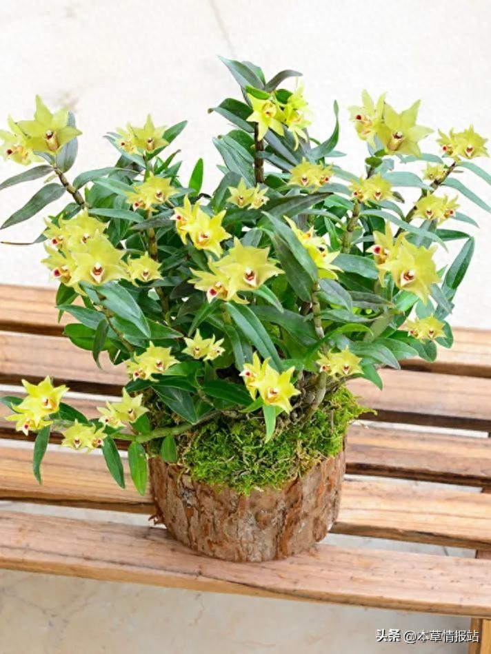 The family of the stone growing method