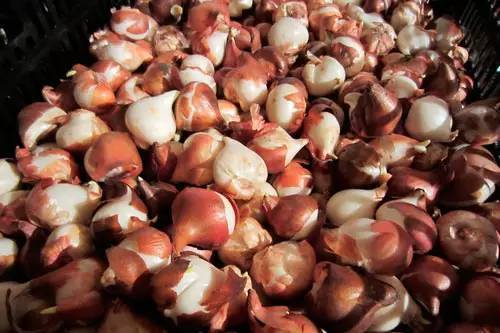 The method of planting sleeping lotus