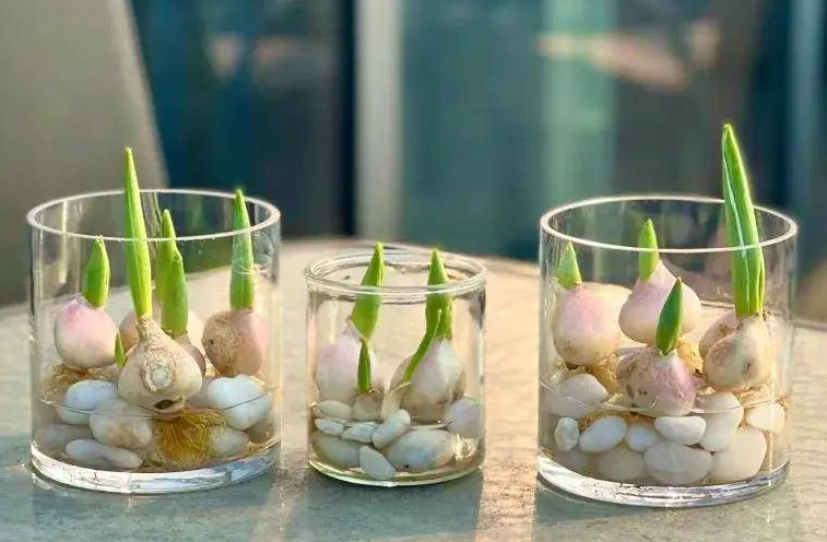 The method of planting sleeping lotus