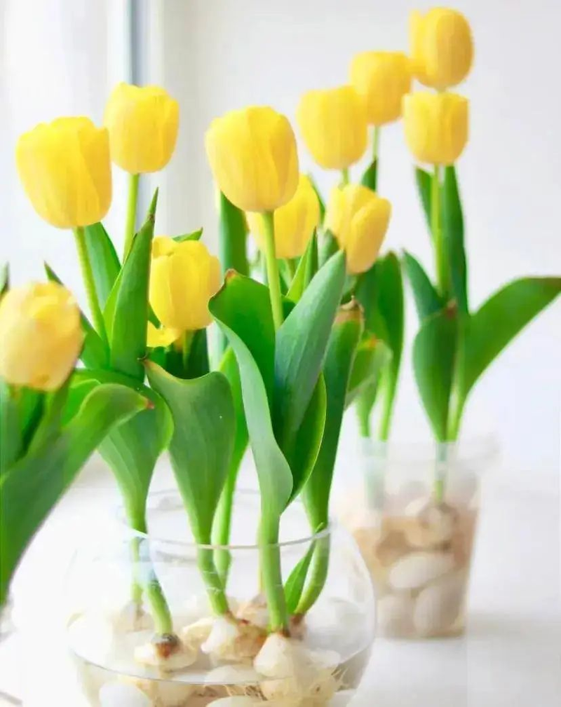 The method of planting sleeping lotus