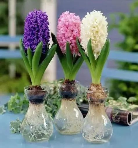 The method of planting sleeping lotus