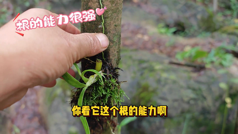 The family of the stone growing method