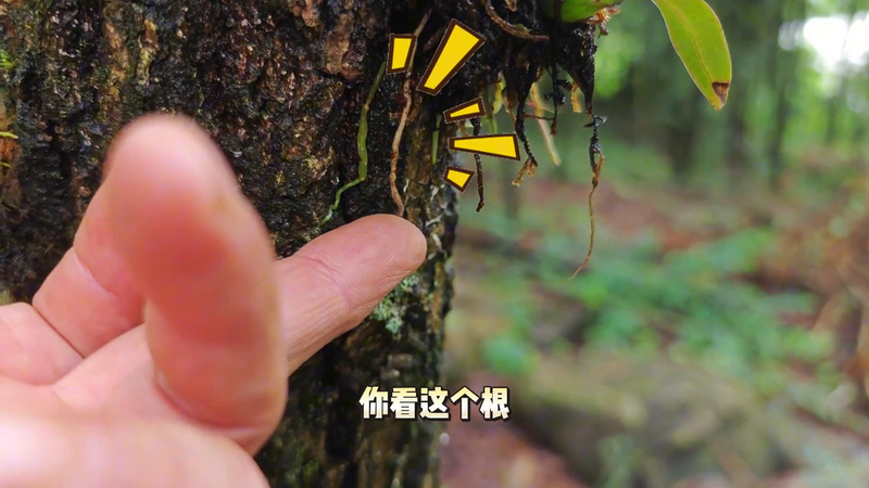 The family of the stone growing method